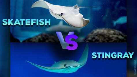 How to Tell the Difference Between a Skate and Stingray.